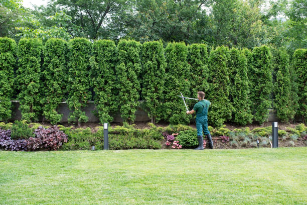 Best Tree Mulching  in Twin Falls, ID