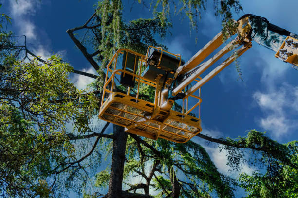 Best Tree Maintenance Programs  in Twin Falls, ID