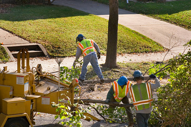 Tree and Shrub Care in Twin Falls, ID