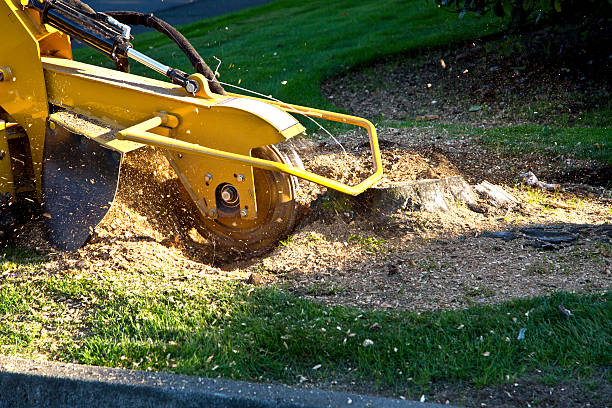 Best Storm Damage Tree Cleanup  in Twin Falls, ID