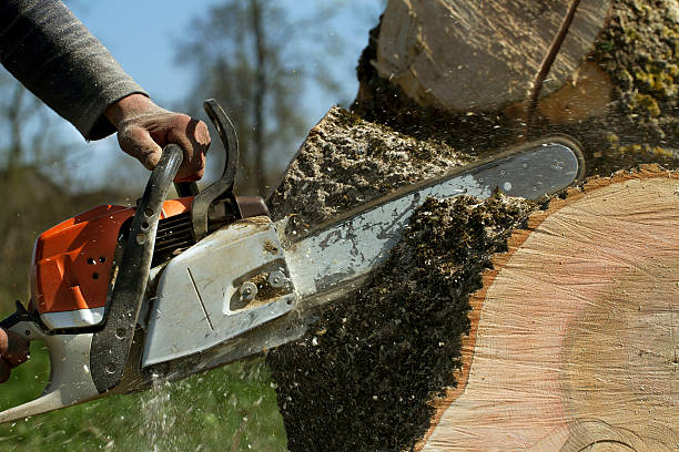 Best Fruit Tree Pruning  in Twin Falls, ID